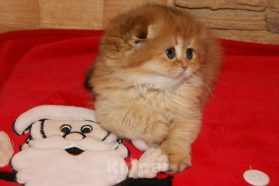 Кошки в Москве: Золотая д.ш. вислоухая девочка Девочка, 35 000 руб. - фото 2