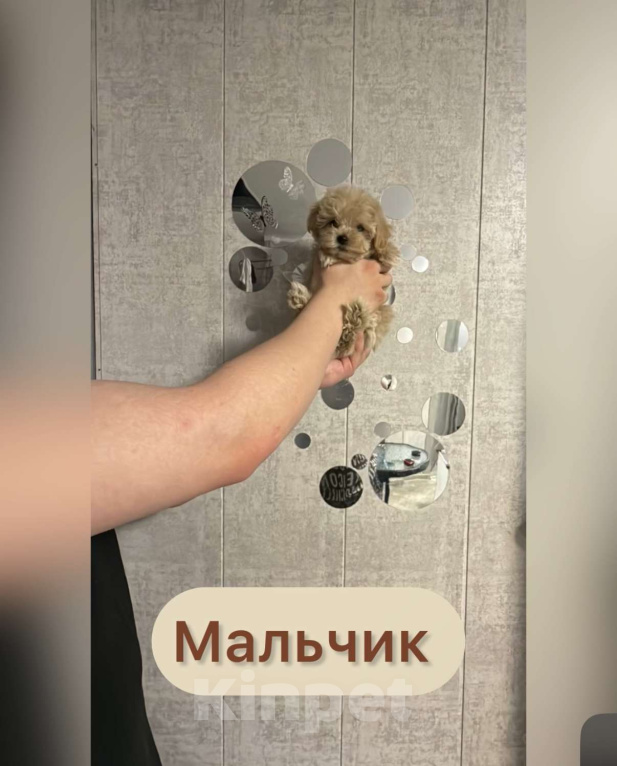 Собаки в Уфе: Мальтипу F1 Мальчики и девочки  Мальчик, 100 руб. - фото 2