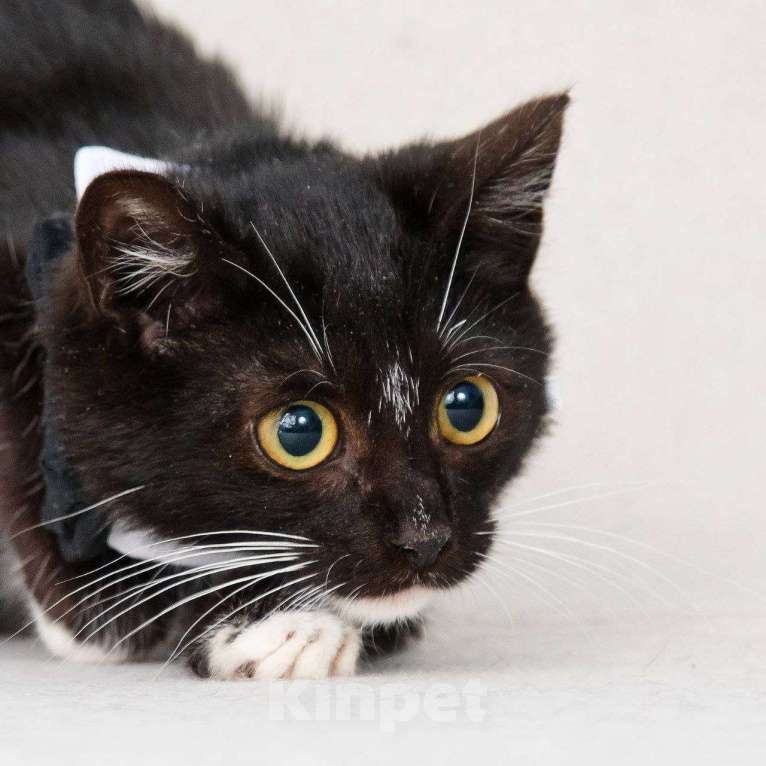 Кошки в Москве: Шустрый котенок Бантик хочет стать домашним Мальчик, Бесплатно - фото 9