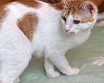Кошки в Москве: Рыжий котенок СОфа в добрые руки Девочка, Бесплатно - фото 3