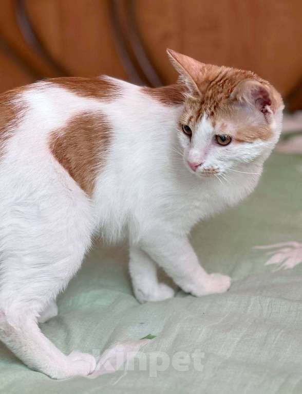 Кошки в Москве: Рыжий котенок СОфа в добрые руки Девочка, Бесплатно - фото 3