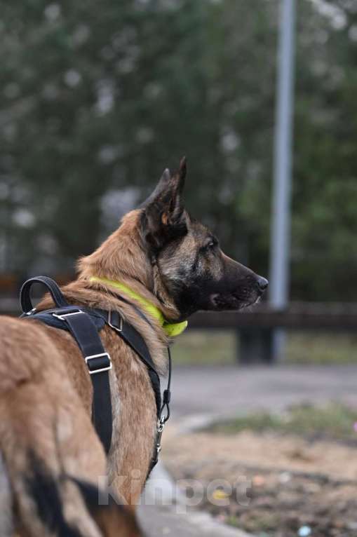 Собаки в Москве: Оскар 3 года Малинуа Мальчик, Бесплатно - фото 2
