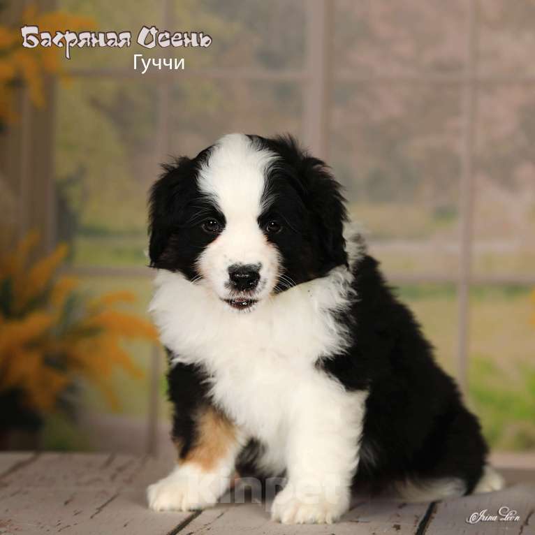 Собаки в других городах Московской области: Продается мальчик миниаусси Мальчик, 80 000 руб. - фото 2