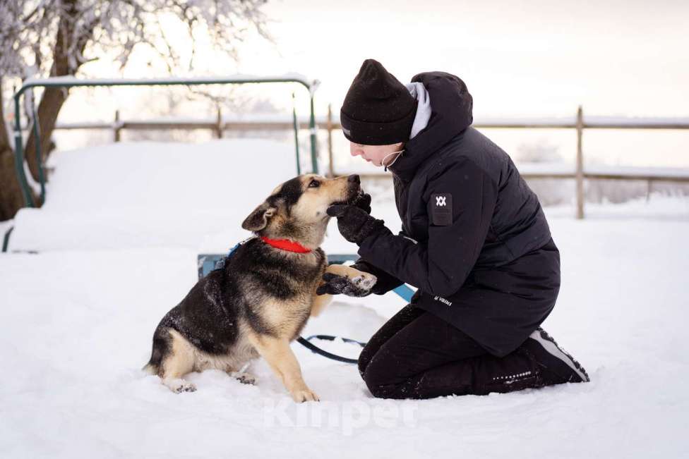 Собаки в Москве: Коржик, 2 года ищет дом Мальчик, Бесплатно - фото 3