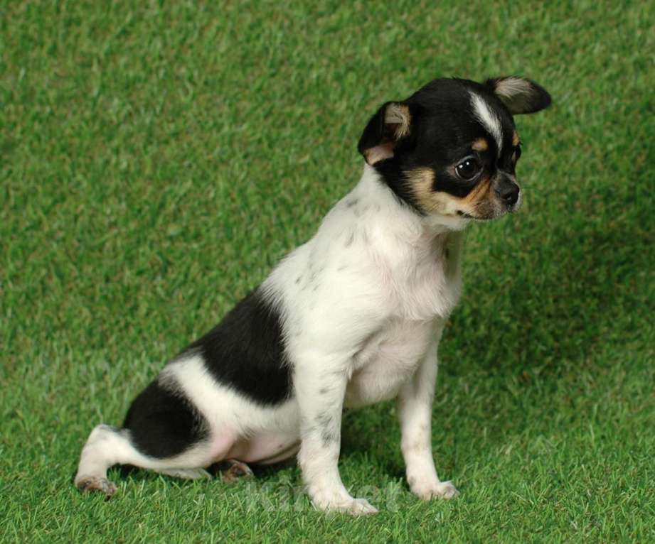 Собаки в Москве: Веселая девчуля Девочка, 17 000 руб. - фото 6