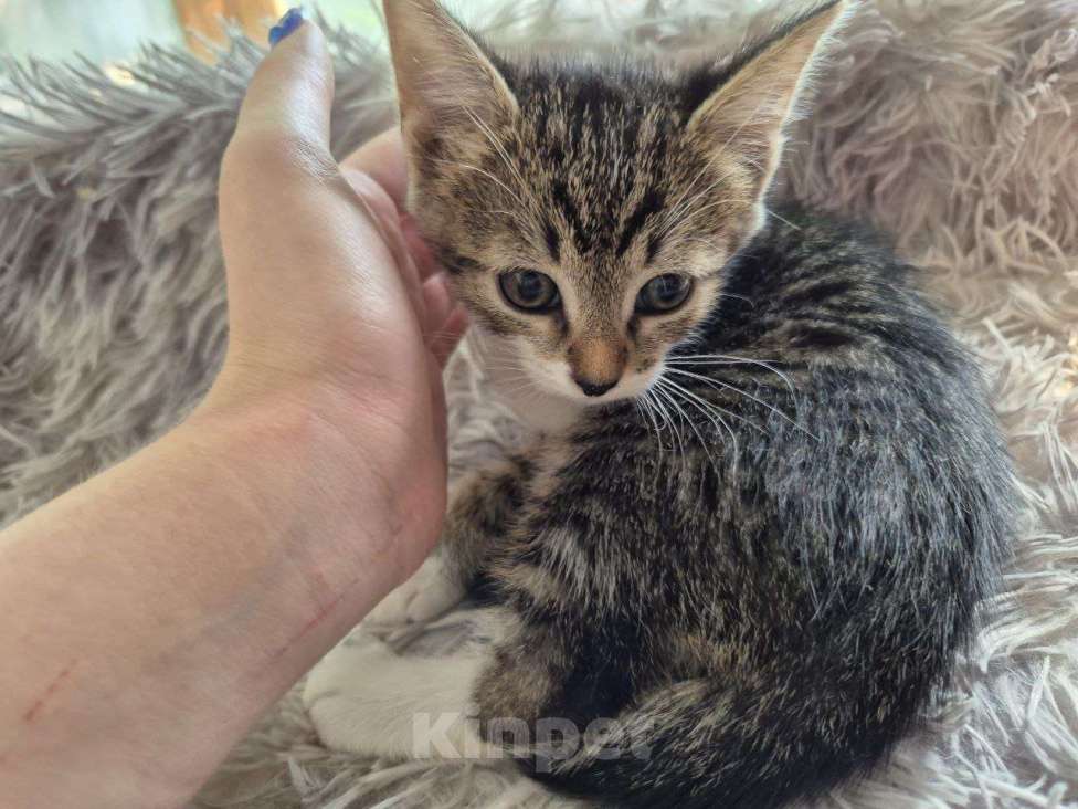 Кошки в Саратове: Котёнок Мальчик, Бесплатно - фото 3