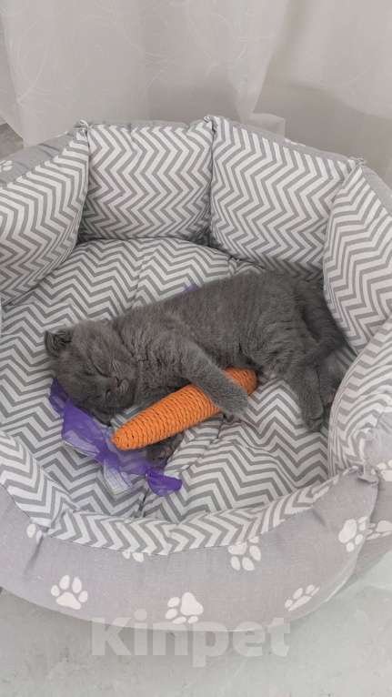 Кошки в Москве: Шотландские Котята Мальчик, 20 000 руб. - фото 6