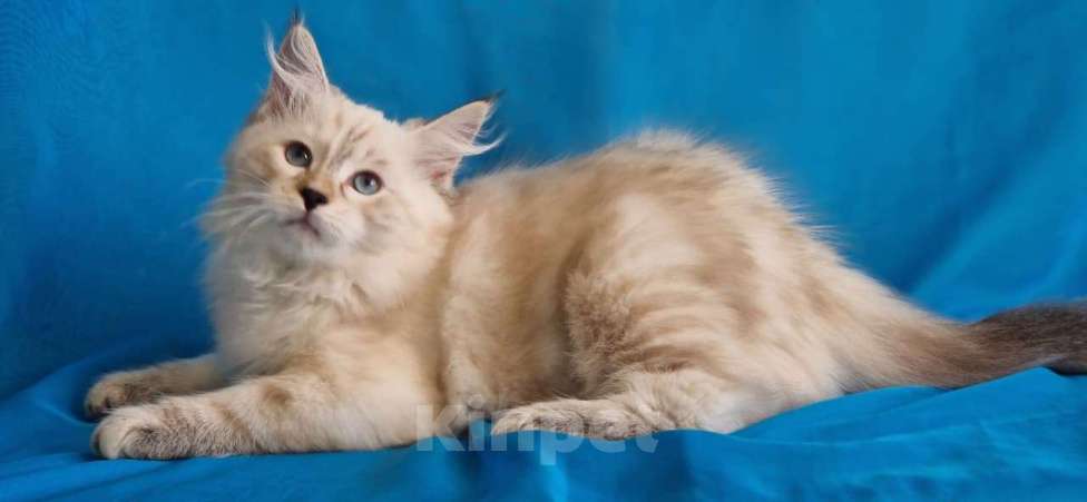 Кошки в Новосибирске: Izzi  Девочка, 55 000 руб. - фото 3