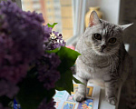 Кошки в Обнинске: Ищет любящую семью без домашних животных Мальчик, 1 руб. - фото 1