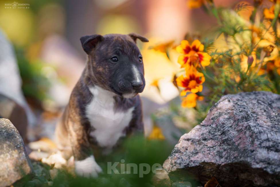Собаки в Москве: Миниатюрный бультерьер щенок Девочка, Бесплатно - фото 4