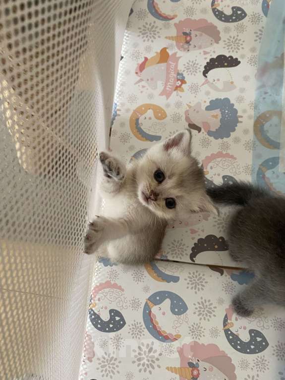 Кошки в Краснодаре: Шотландские малыши  Мальчик, 10 000 руб. - фото 5