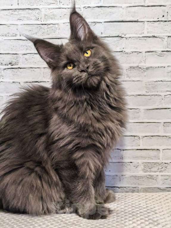 Кошки в Екатеринбурге: котенок в брид Девочка, 130 000 руб. - фото 2