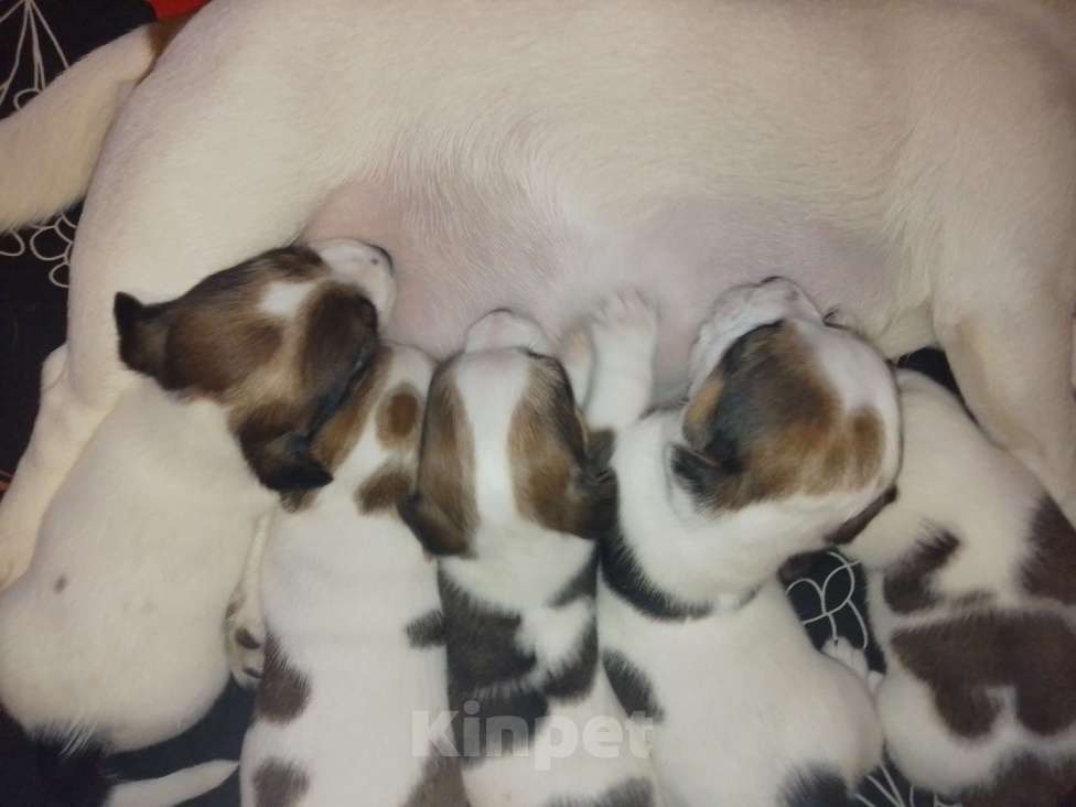 Собаки в Щелково: Щенки(мальчики) Мальчик, 20 000 руб. - фото 3