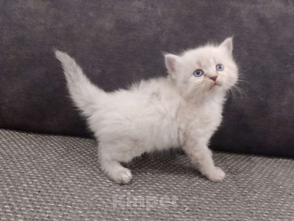 Кошки в Шахте: Продажа котят Мальчик, 10 000 руб. - фото 3