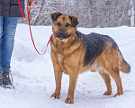 Собаки в Люберцах: Самый добрый и спокойный Бой в поисках самого теплого дома Мальчик, 10 руб. - фото 7