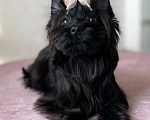 Собаки в Москве: Черный йорк щенок мальчик Мальчик, Бесплатно - фото 4