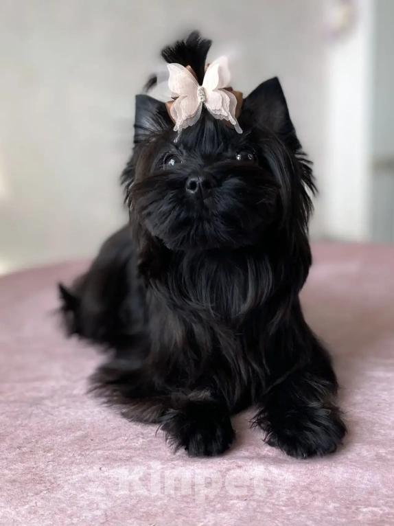 Собаки в Москве: Черный йорк щенок мальчик Мальчик, Бесплатно - фото 4
