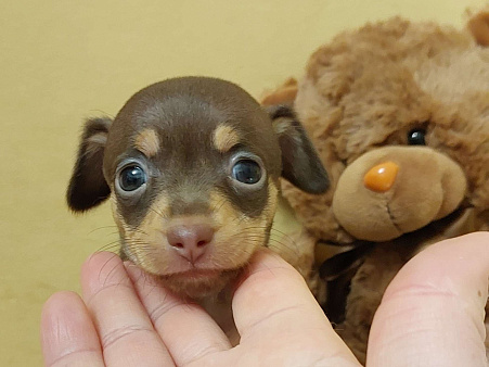 Русский той девочка гладкошерстный 