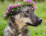 Собаки в Солнечногорске: Молода, спокойная, собака-компаньон Девочка, Бесплатно - фото 7