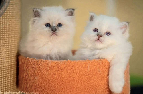 Рэгдолл нежный котик