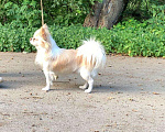 Собаки в Керчи: Чихуахуа, 75 000 руб. - фото 6