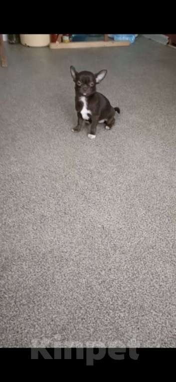 Собаки в Москве: Шоколадная девочка- чихуа Девочка, 30 000 руб. - фото 3