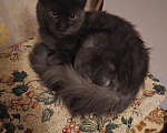 Кошки в Пензе: Котенок Мей кун Девочка, 25 000 руб. - фото 3