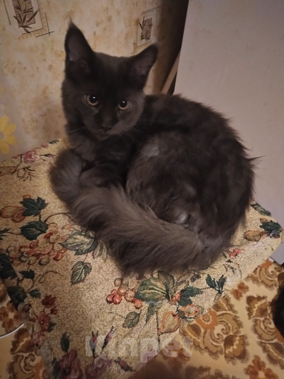 Кошки в Пензе: Котенок Мей кун Девочка, 25 000 руб. - фото 3