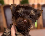 Собаки в Москве: Мальчик Шоколадный Йорк Мальчик, 50 000 руб. - фото 1