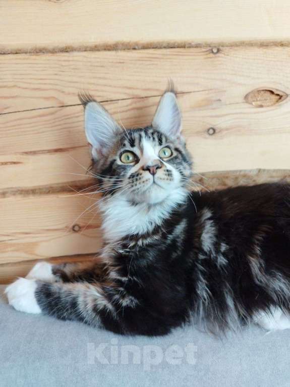 Кошки в Чите: Продается котенок мейнкун Девочка, 35 000 руб. - фото 1