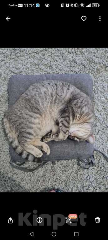 Кошки в Ростове-на-Дону: Отдам в добрые руки нашу кошку Девочка, Бесплатно - фото 4