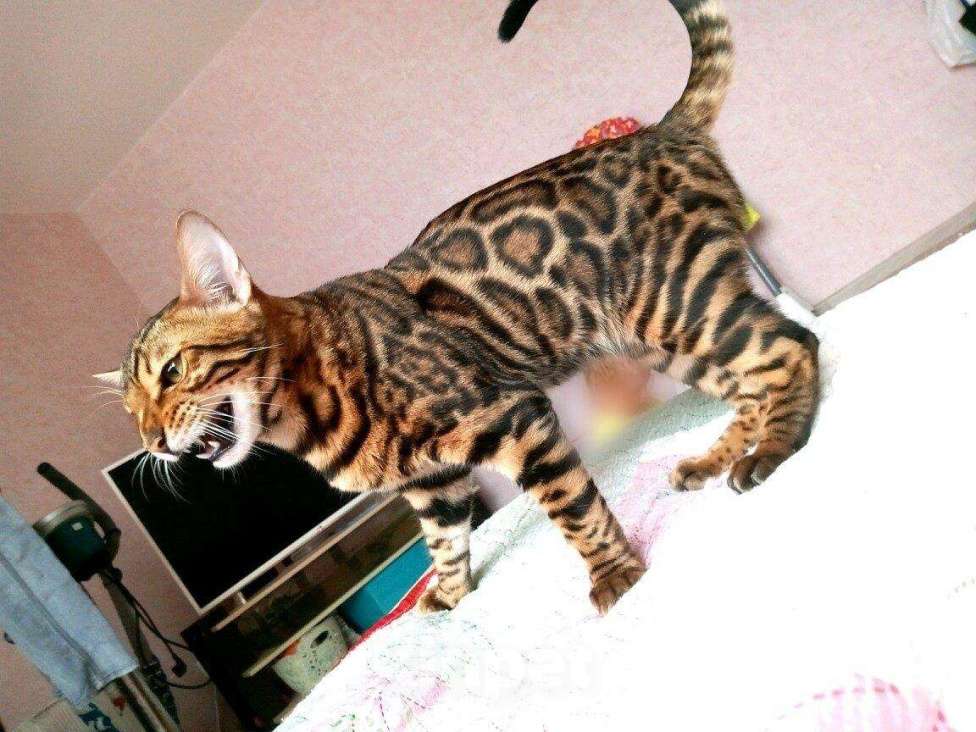 Кошки в Оленегорске: Бенгальский кот (вязка, 6 500 руб. - фото 1
