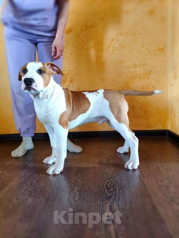 Собаки в Ижевске: Щенки американского стаффордширского терьера Разнополые, Бесплатно - фото 3