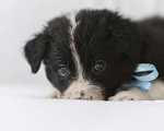 Собаки в Перми: Бордер-колли  Мальчик, 90 000 руб. - фото 2