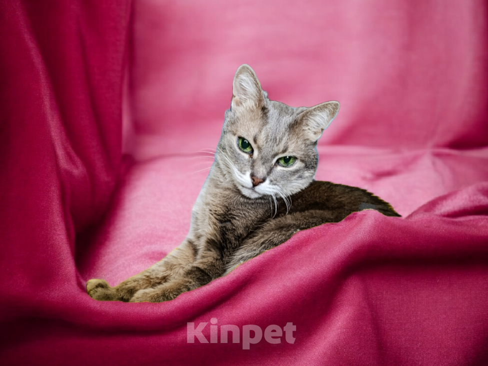 Кошки в Москве: Кошечка Сима Девочка, Бесплатно - фото 2