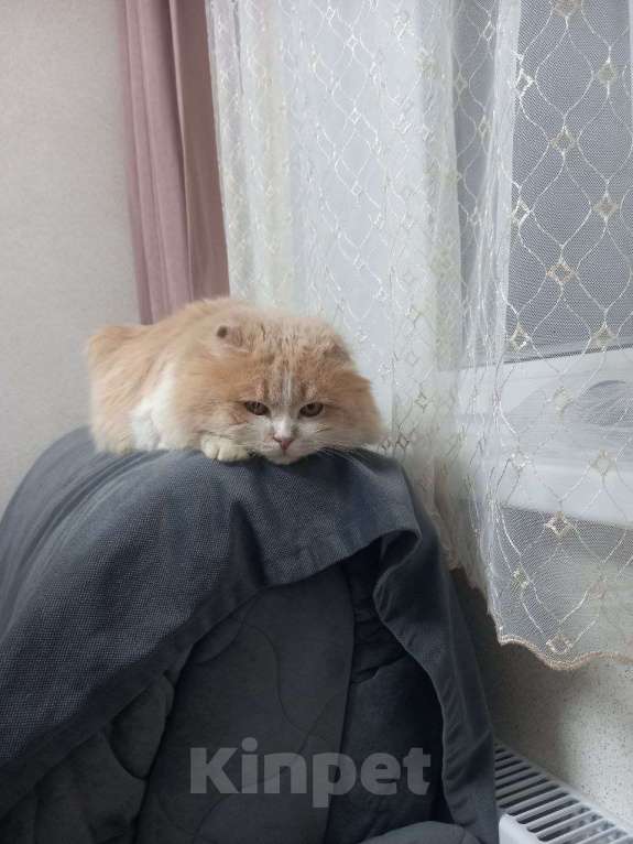 Кошки в Москве: В ожидании рождественского чуда ласковый мальчишка Басик Мальчик, Бесплатно - фото 2