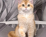 Кошки в Москве: Золотой котик скоттиш страйт Мальчик, 45 000 руб. - фото 1