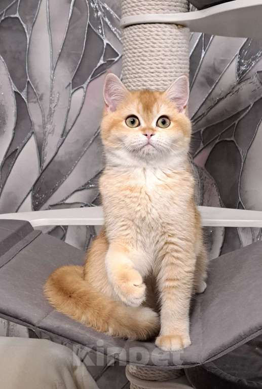 Кошки в Москве: Золотой котик скоттиш страйт Мальчик, 45 000 руб. - фото 1