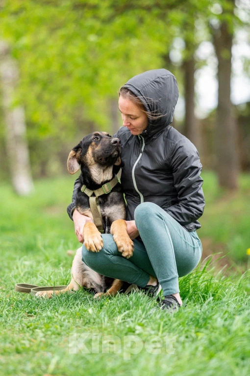 Собаки в Москве: Щенок в дар Мальчик, Бесплатно - фото 2