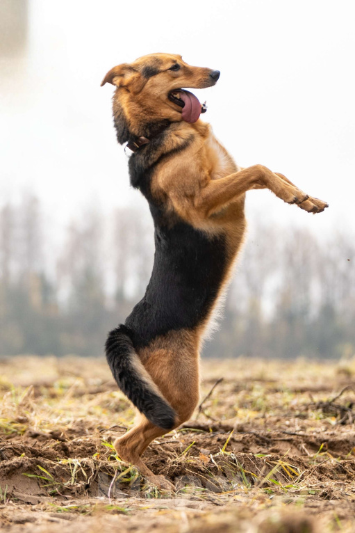 Собаки в Клине: Эрика — замечательная собака Девочка, Бесплатно - фото 3