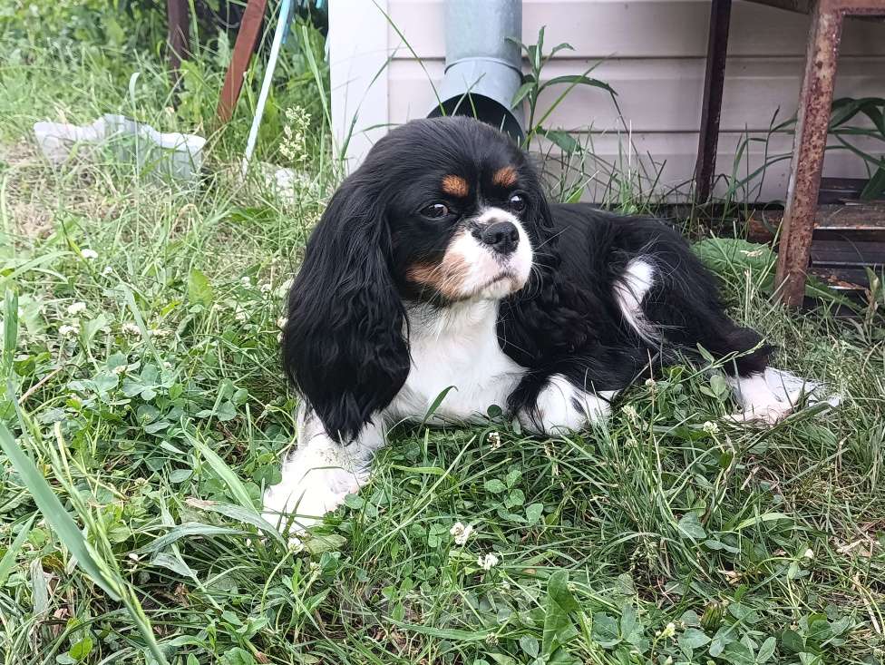 Собаки в Новосибирске: Мальчишки Кавалер Кинг Чарльз спаниель Мальчик, 60 000 руб. - фото 5