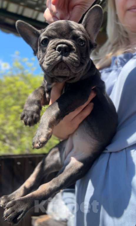Собаки в Сочи: девочка  голубая , щенки французского бульдога Девочка, 55 000 руб. - фото 2