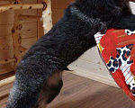Собаки в Москве: Веселый и умный щенок Елисей в дар Мальчик, Бесплатно - фото 4