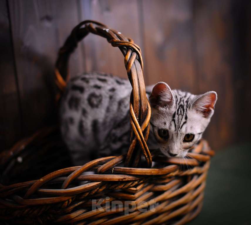 Кошки в Москве: Бенгальский котенок серебро Мальчик, Бесплатно - фото 1