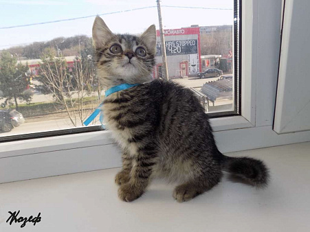 Шотландский короткошерстный прямоухий мальчик