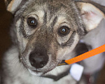 Собаки в Сергиеве Посаде: Добби ищет дом  Мальчик, Бесплатно - фото 4