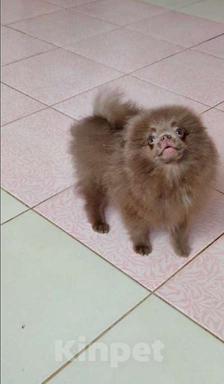 Собаки в Раменском: 💕Лиловый померанец в любимцы.  Мальчик, 50 000 руб. - фото 1