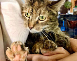 Кошки в Москве: Необычная кошка Беатриче, ласковая и трогательная. В добрые руки  Девочка, Бесплатно - фото 3