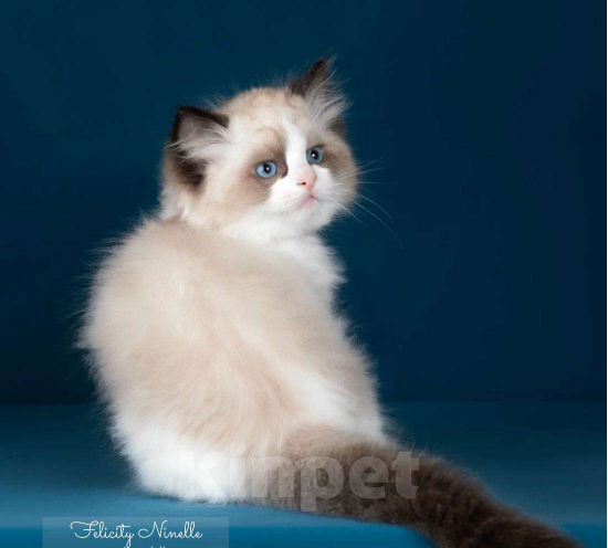 Кошки в Москве: Рэгдолл котята  Мальчик, 120 000 руб. - фото 8