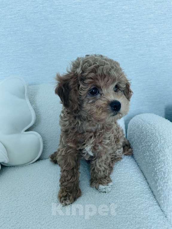 Собаки в Новокузнецке: Продам щенков мальтипу Разнополые, 90 000 руб. - фото 2